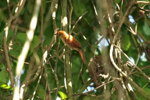 Coiba Spinetail