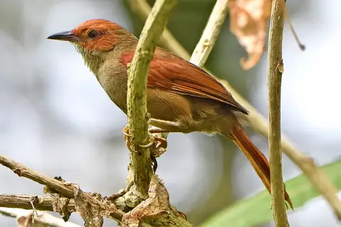 Red-faced Spinetail