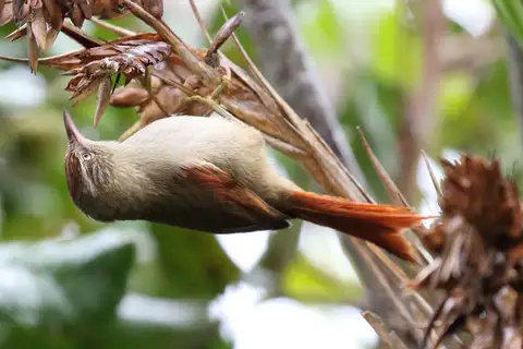 Streak-capped Spinetail