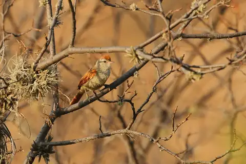 Bolivian Spinetail