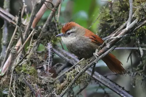 Marcapata Spinetail