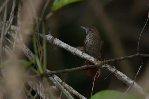 Scaled Spinetail