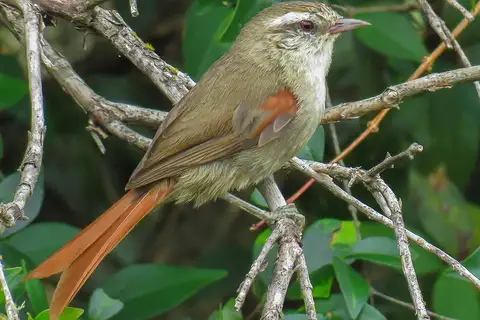 Stripe-crowned Spinetail