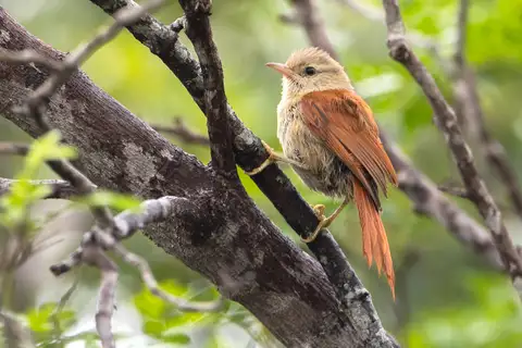 Grey-headed Spinetail