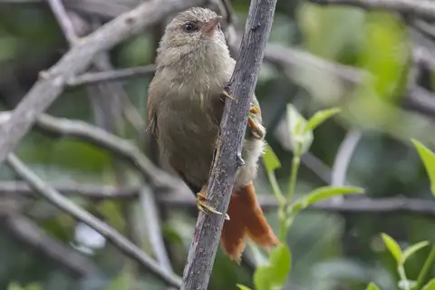 Crested Spinetail