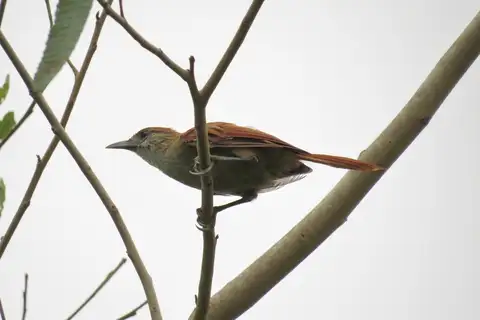 Parker's Spinetail
