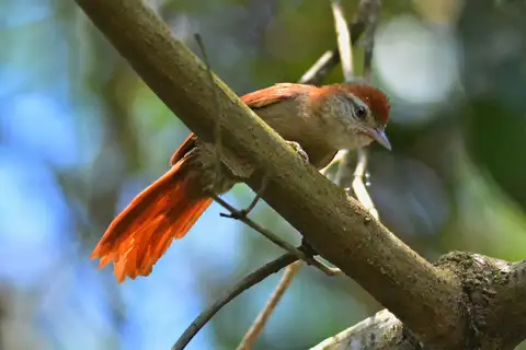 Rusty-backed Spinetail
