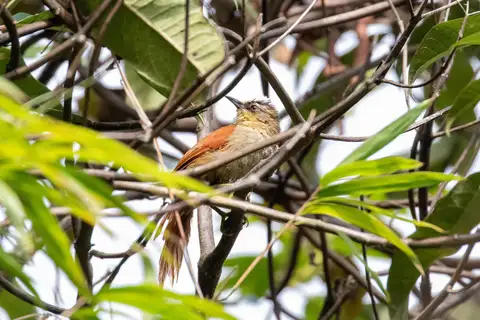 Vilcabamba Spinetail