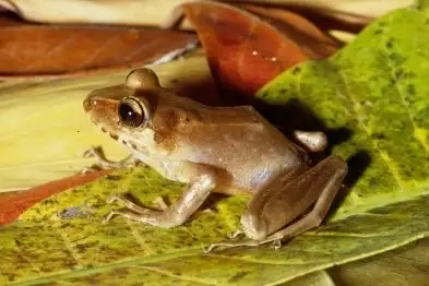 Yellow-legged Rain Frog