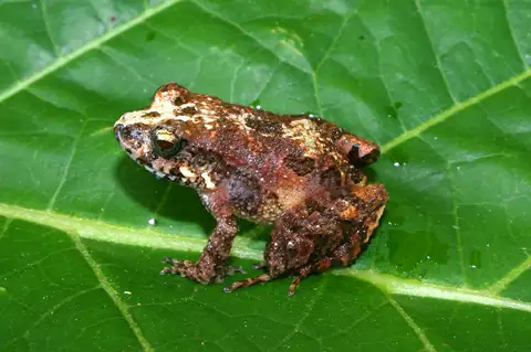 Bransford's Litter Frog