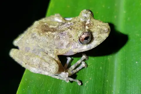 Craugastor campbelli