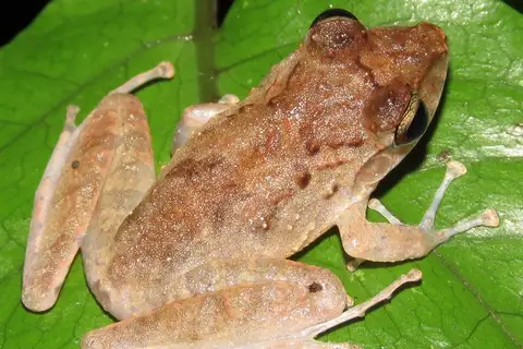 Slim-fingered Rain Frog