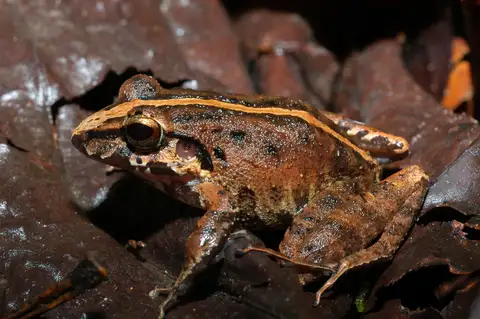 Fitzinger's Robber Frog