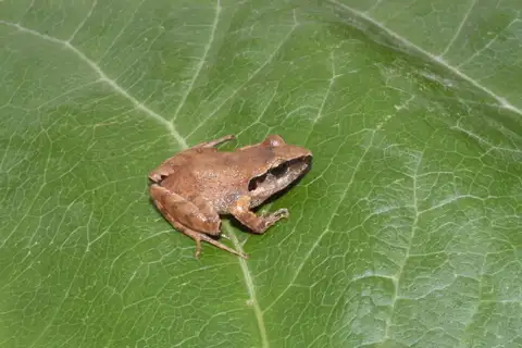 Common Leaf-litter Frog