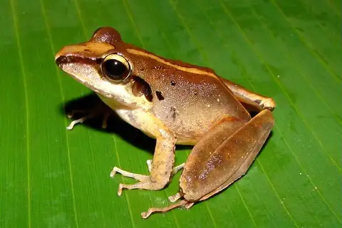 Long-snouted Rainfrog