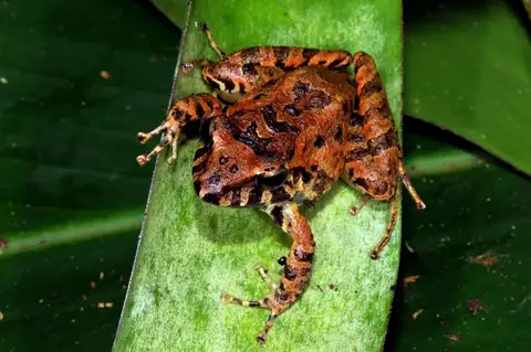 Banded-thighed Rain Frog