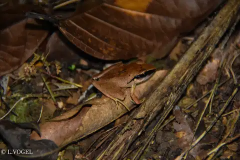 Noble's Robber Frog