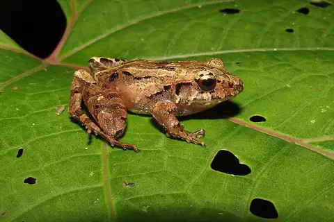 Pygmy Free-fingered Frog