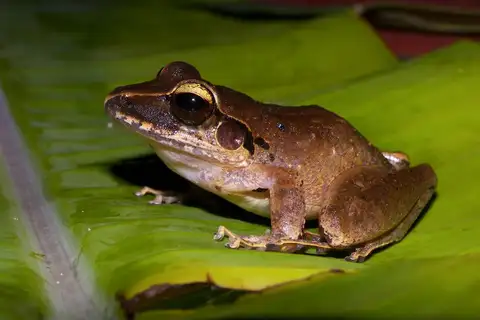 Colombian Rainfrog