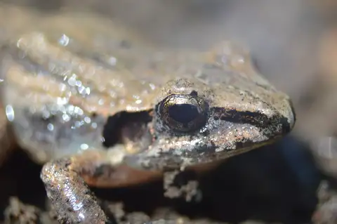 Polymorphic Robber Frog