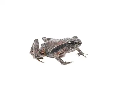 Craugastor rubinus