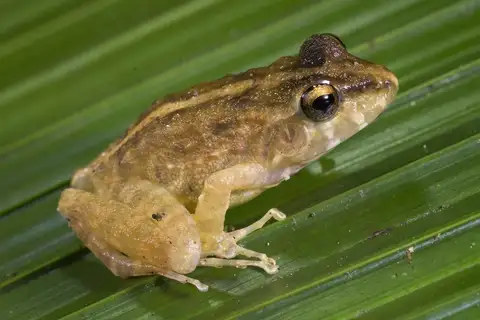 Cliffy Stream Frog