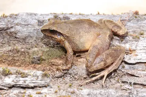 Craugastor saltator