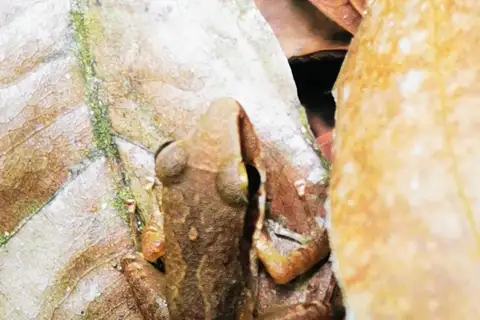 Almirante Robber Frog