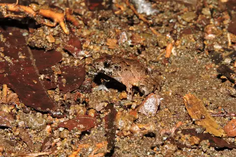 Underwood's Rain Frog