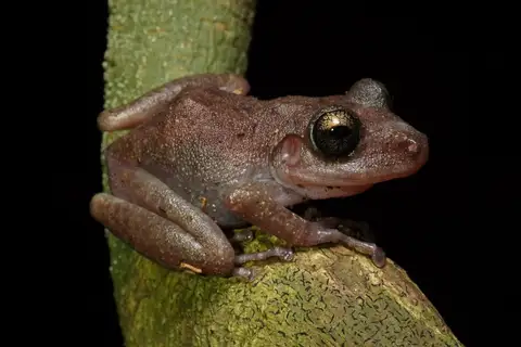 Yucatan rainfrog