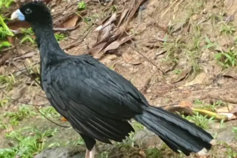 Blue-billed Curassow