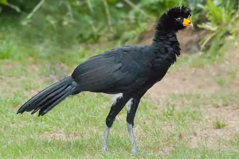 Black Curassow