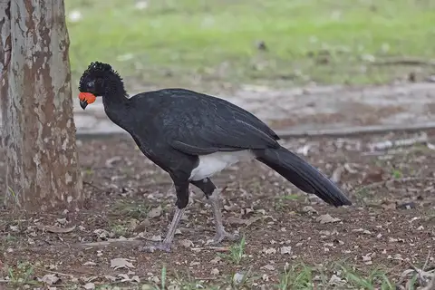Red-billed Curassow