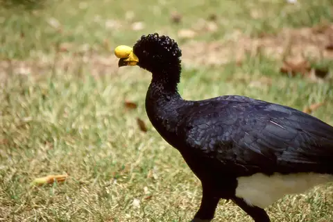 Yellow-knobbed Curassow