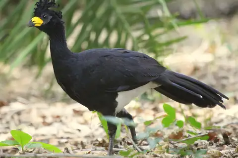 Bare-faced Curassow
