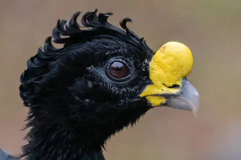 Great Curassow