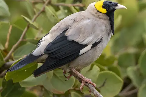 Wattled Starling