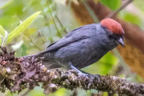 Slaty Tanager