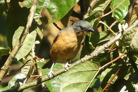 Rufous-crested Tanager