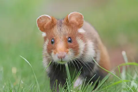 Eurasian Hamster