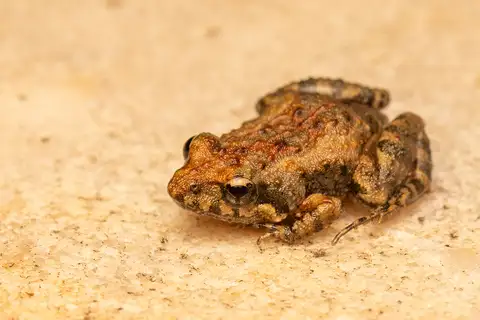 Bilingual Froglet
