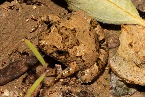 Desert Froglet