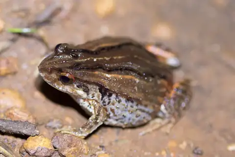 Quacking Froglet