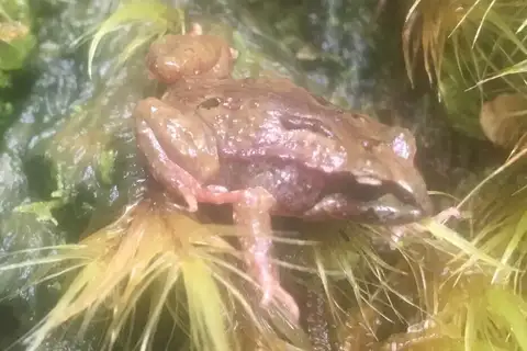 Moss Froglet