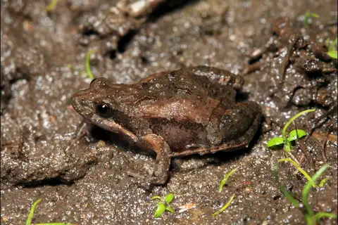 Beeping Froglet