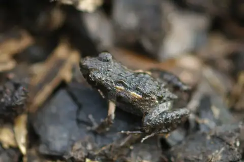 Remote Froglet