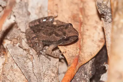 Southern Flinders Ranges Froglet