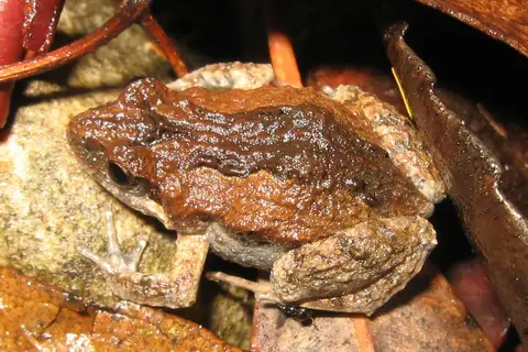 Common Eastern Froglet