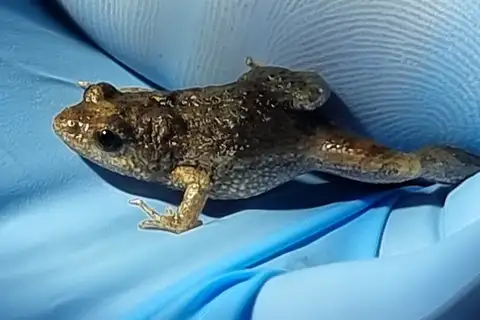 Sloane's Froglet