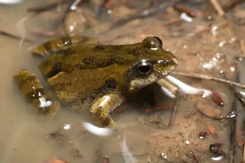 Small Western Froglet